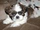 Gratis 2 hermosos cachorros shih tzu