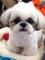 Gratis 3 Chihuahua Shih Tzu / pug Mix Puppies - Foto 1