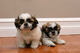 Gratis 3 chihuahua shih tzu / pug mix puppies