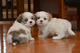 Gratis -3 chihuahua shih tzu / pug mix puppies
