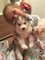 Gratis 7 meses de edad husky mujer