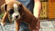 Gratis -adorable chunky boxer puppies