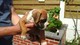 Gratis -Adorable Chunky Boxer Puppies - Foto 1