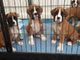 Gratis Amazing Girl Boxer Dogs adopción libre - Foto 1
