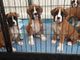 Gratis amazing girl boxer dogs adopción libre