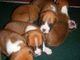 Gratis Amazing Girl Boxer Dogs adopción libre - Foto 2