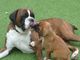 Gratis Amazing Girl Boxer Dogs adopción libre - Foto 3