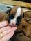 Gratis Amazing Girl Boxer Dogs listo para la adopción - Foto 3