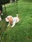 Gratis basset hound puppies listo disponible