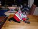 Gratis -Beautiful 17 semanas de edad Yorkie - Foto 1