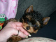 Gratis -Beautiful Biewer Terrier - 1 chico - Foto 1