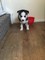 Gratis-Beautiful Husky busca nuevo hogar - Foto 1