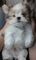 Gratis -beautiful pedigree minatureyorkshire terrier pups