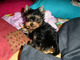 Gratis beautiful pedigree toy yorkie perra pups