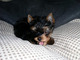 Gratis -beautiful pedigree toy yorkie perra pups