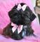 Gratis -beautiful pequeño tipo shih tzu cachorros listos ahora