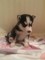 Gratis Beautiful Pomsky Puppies - Foto 1