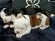 Gratis Beautiful Red Boxer Puppy Share Tweet +1 Pin it - Foto 1