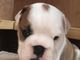 Gratis Beautiful Red Boxer Puppy Share Tweet +1 Pin it - Foto 2