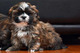 Gratis -Beautiful Shih Tzu cachorros - Foto 1