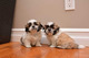 Gratis -Beautiful Shih Tzu cachorros - Foto 1