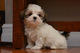 Gratis -Beautiful Shihtzu cachorros listos ahora - Foto 1