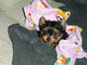 Gratis -beautiful yorkie pups para la venta