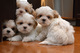 Gratis bella chica shih tzu para adopcion