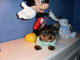 Gratis -Biewer Pedigree Minatureyorkshire Terrier Pups - Foto 1