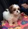 Gratis Black Kc Reg probado Shih Tzu Stud produce Dobie - Foto 1