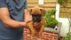 Gratis bobtail boxer pups para la venta