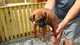 Gratis -bobtail boxer pups para la venta