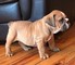 Gratis bulldog americano nkc stud