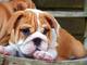 Gratis bulldogs ingleses listos para su adopción gratis