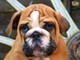 Gratis Bulldogs ingleses listos para su adopción gratis - Foto 2