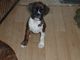 Gratis Cachorros Boxer Kc Atado Y Bob Atado para su adopción - Foto 1