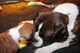 Gratis cachorros boxer registrados para su adopción
