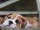 Gratis Calidad Kc Reg Proven Inglés Bulldog Para su adopción - Foto 2