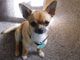 Gratis Chihuahua Boy Champion Line para su adopción - Foto 2