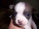 Gratis Chihuahua impresionante cachorros listos para la adopción - Foto 2