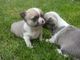 Gratis Chihuahuas cachorro para la venta 2 niños 1 niña - Foto 1