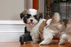 Gratis -Clevelands Clever Lad Probado Stud Shih Tzu - Foto 1