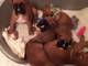 Gratis Flashy Boxer Puppy, Winuwuksired, Crufs Winne for adoption - Foto 1