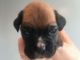 Gratis Flashy Boxer Puppy, Winuwuksired, Crufs Winne for adoption - Foto 2