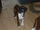 Gratis Flashy Boxer Puppy, Winuwuksired, Crufs Winne for adoption - Foto 3