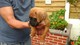 Gratis Full Boxer Puppy para la venta lista ahora 9 semanas de ed - Foto 1