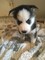 Gratis -Genuine Tiny Pomsky cachorros - Foto 1
