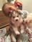Gratis -Genuine Tiny Pomsky Puppies - Foto 1