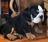 Gratis gorgeous bulldog americano en necesidad de rehome