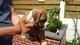 Gratis -Gorgeous Chunky Boxer Puppies - Foto 1